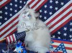 Scout - Ragdoll Kitten For Sale - 