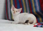 Zara Devon Rex - Devon Rex Cat For Sale - NY&comma; US