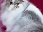 Persians Kennedy and Kingston - Persian Kitten For Sale - New Orleans&comma; LA&comma; US