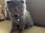 Molly - Scottish Fold Kitten For Sale - 