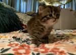 Mindy - Scottish Straight Kitten For Sale - 