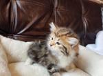 Hunter - Siberian Kitten For Sale - Chelsea&comma; MA&comma; US