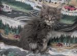 Blue Smoke Tabby - Maine Coon Kitten For Sale - 