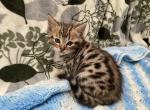 Bengal Savannah - Bengal Kitten For Sale - 