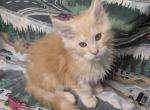 Silver Red Shaded Cameo Male - Maine Coon Kitten For Sale - West Lafayette&comma; OH&comma; US