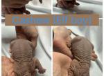 Nuts - Sphynx Kitten For Sale - Saginaw&comma; MI&comma; US