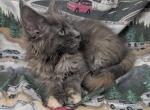 Blue Torti - Maine Coon Kitten For Sale - West Lafayette&comma; OH&comma; US