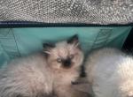 Teddy last male - Ragdoll Kitten For Sale - MA&comma; US