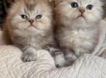 Sale Chocolate Marble - Scottish Fold Kitten For Sale - 