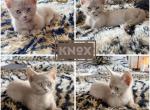 Knox - Munchkin Cat For Sale - FL&comma; US