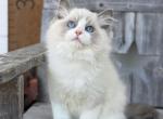 Theodore - Ragdoll Kitten For Sale - Sugar Valley&comma; GA&comma; US