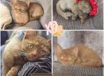Kupcake - Munchkin Kitten For Sale - 
