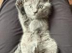Cute Russian Blues - Russian Blue Kitten For Sale - 