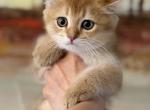 Boy Scottish Straight - Scottish Straight Kitten For Sale - Orlando&comma; FL&comma; US