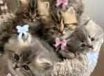 Daisy - Persian Kitten For Sale - Agawam&comma; MA&comma; US