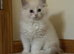 Smooch & Littermates - Ragdoll Kitten For Sale - Hutchinson&comma; MN&comma; US