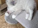 Ollie - Ragdoll Kitten For Sale - Reading&comma; PA&comma; US