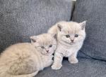 Lilac British shorthair males - British Shorthair Kitten For Sale - 