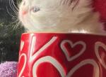 Beautiful dollface light golden shaded looks white - Persian Kitten For Sale - CA&comma; US