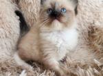 Ragdoll kittens registration available - Ragdoll Kitten For Sale - 