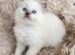 ragdoll kittens registration available - Ragdoll Kitten For Sale - 