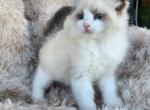 TICA registered ragdoll kittens - Ragdoll Kitten For Sale - 