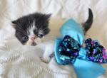 Tuxedo Van ESH Boy - Exotic Kitten For Sale - Oklahoma City&comma; OK&comma; US