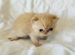 Red ESH Boy - Exotic Kitten For Sale - Oklahoma City&comma; OK&comma; US