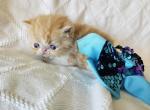 Red Bicolor ESH Boy - Exotic Kitten For Sale - Oklahoma City&comma; OK&comma; US
