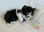 Tuxedo ESH Girl - Exotic Kitten For Sale - Oklahoma City&comma; OK&comma; US