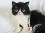 Black Bicolor ESH Girl - Exotic Kitten For Sale - Oklahoma City&comma; OK&comma; US