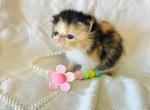 Calico ESH Girl - Exotic Kitten For Sale - Oklahoma City&comma; OK&comma; US