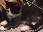 Louie - Domestic Kitten For Sale - Milton Freewater&comma; OR&comma; US
