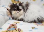 Chocolate Van Bicolor Boy - Persian Kitten For Sale - Oklahoma City&comma; OK&comma; US