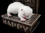 Kingslo Persian Kittens - Persian Kitten For Sale - Grosse Pointe Park&comma; MI&comma; US