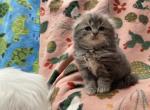 Scottish Fold - Scottish Fold Kitten For Sale - 