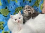 Scottish Straight with different eyes - Scottish Straight Kitten For Sale - 