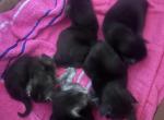 Spring - Maine Coon Kitten For Sale - East Taunton&comma; MA&comma; US