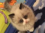 Asher - Ragdoll Kitten For Sale - Howell&comma; MI&comma; US