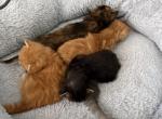Chanel litter - Maine Coon Kitten For Sale - Wilmington&comma; DE&comma; US