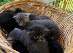 Lola litter - Maine Coon Kitten For Sale - Wilmington&comma; DE&comma; US