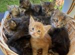Lucy litter - Maine Coon Kitten For Sale - Wilmington&comma; DE&comma; US