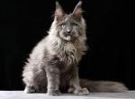 David - Maine Coon Kitten For Sale - Hollywood&comma; FL&comma; US