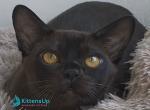 Relaks - Burmese Kitten For Sale