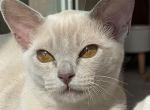 Sakura - Burmese Kitten For Sale