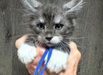 Brooks - Maine Coon Kitten For Sale - Rogersville&comma; MO&comma; US