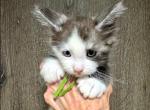 Bentley - Maine Coon Kitten For Sale - Rogersville&comma; MO&comma; US