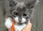 Beau - Maine Coon Kitten For Sale - Rogersville&comma; MO&comma; US