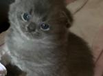 Gabi' - Scottish Straight Kitten For Sale - 