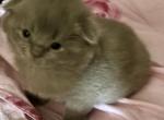 Boss - Scottish Fold Kitten For Sale - 